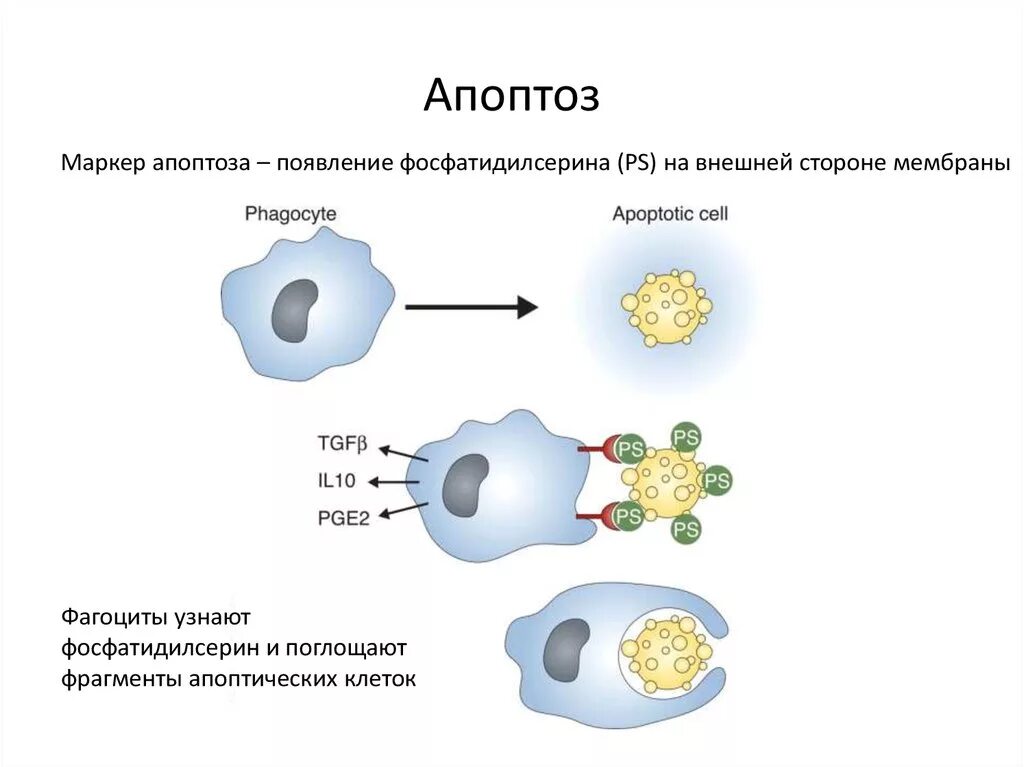 Жизненный цикл клетки апоптоз схема. Апоптоз схема ферментативного. Апоптоз иммунология. Апоптоз это в биологии. Апоптоз клеток это