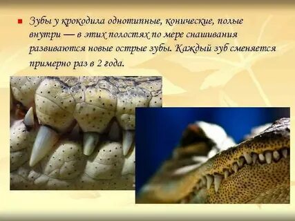 Зубы отсутствуют у
