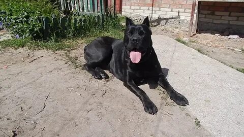 Cane video