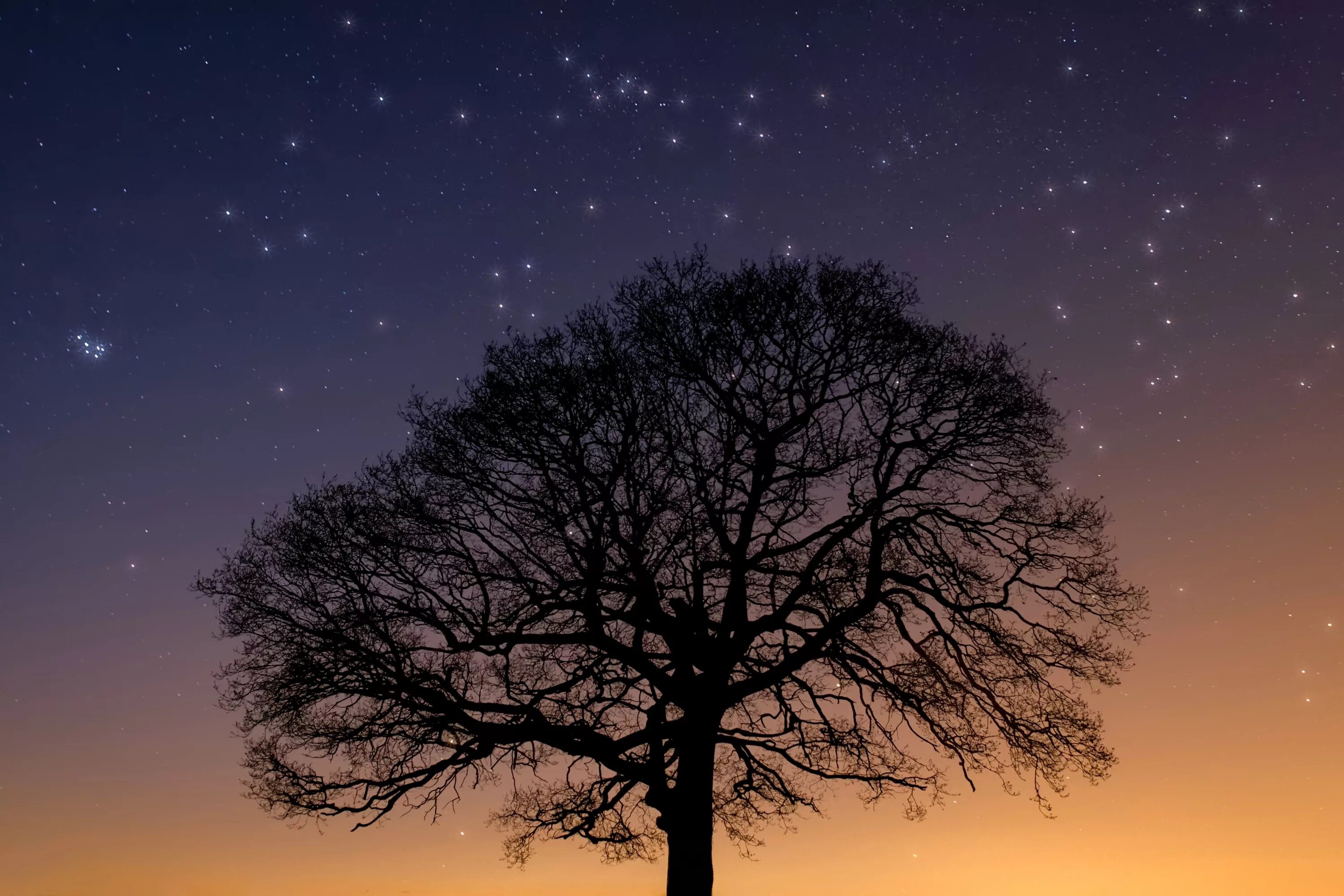 Дерево ночью. Ночное дерево. Деревья на фоне ночного неба. Звездное небо деревья. Tree star