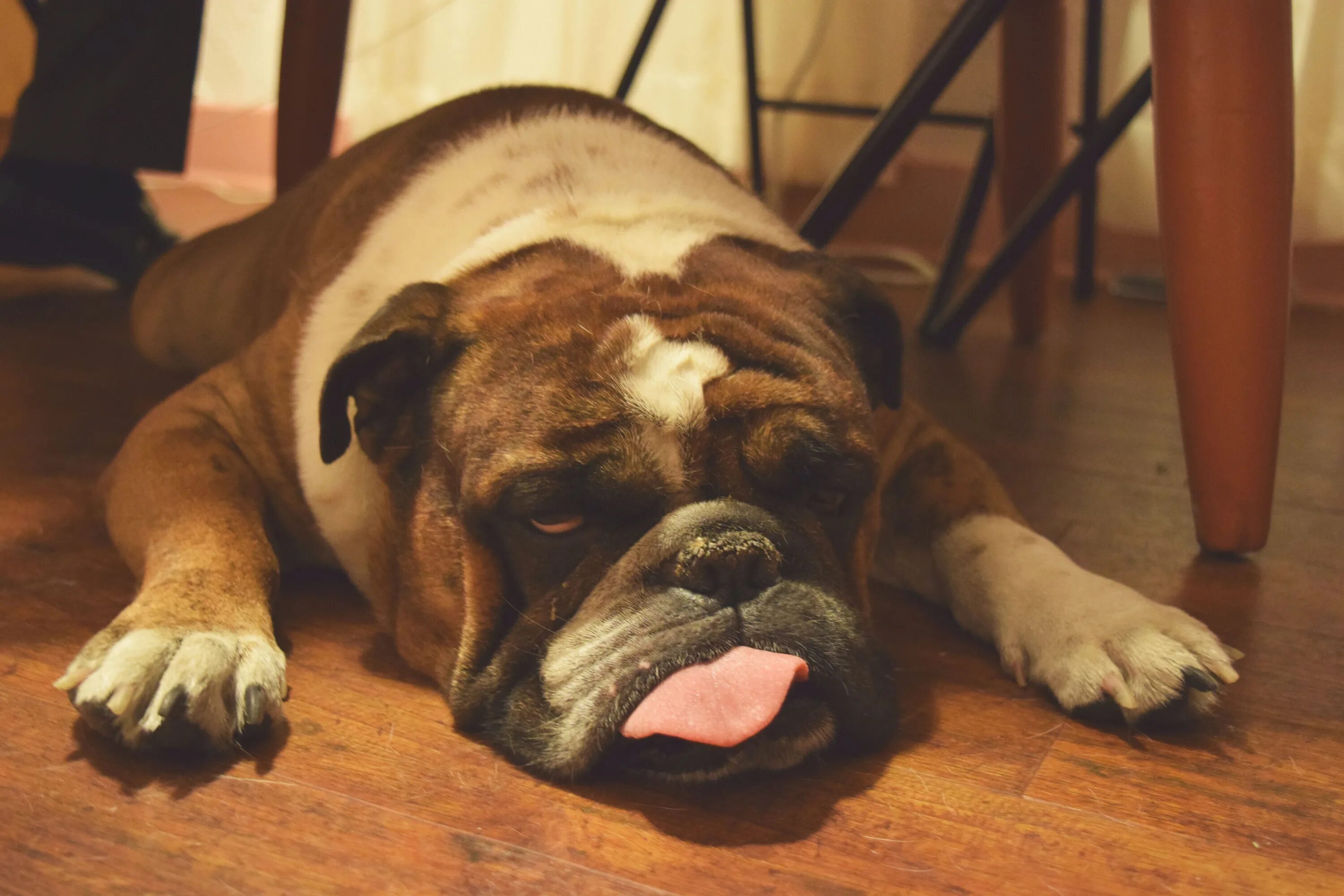 Бульдог щенок. Английский бульдог 19 век. Сторожевой бульдог. Староанглийский бульдог. Порода английский бульдог.