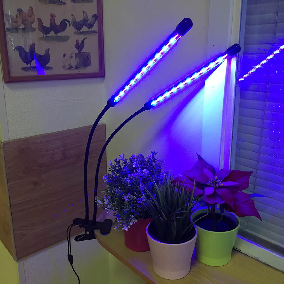 Фитосветильник красный синий. Фитолампа led grow light. фитолампа для растений 30w 500 led. светодиодный фитосветильник на прищепке двухлампочный p14-28, е27,. фитолампа 10 ватт для растений.