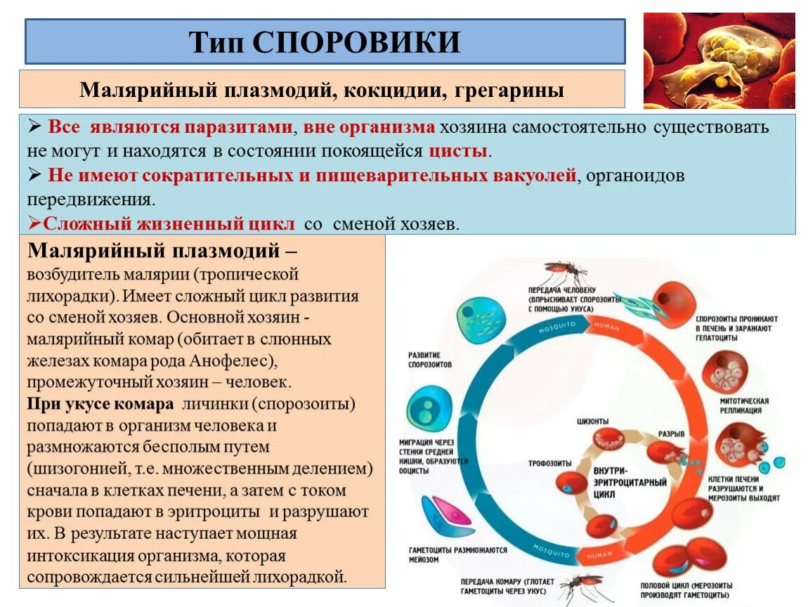 Взаимосвязь структур организма начиная с наименьшей. Особенность развития малярийного плазмодия. Тип Споровики жизненный цикл малярийного плазмодия. Цикл малярийного плазмодия описание. Характеристика жизненного цикла малярийного плазмодия:.