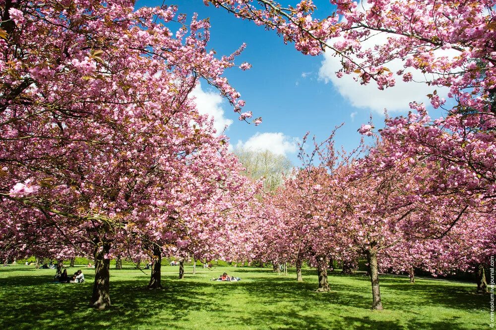 Яблоневый сад строгино. Старые вишневые сады. Старые вишневые сады. Яблоневый сад довженко. Вишневый сад.
