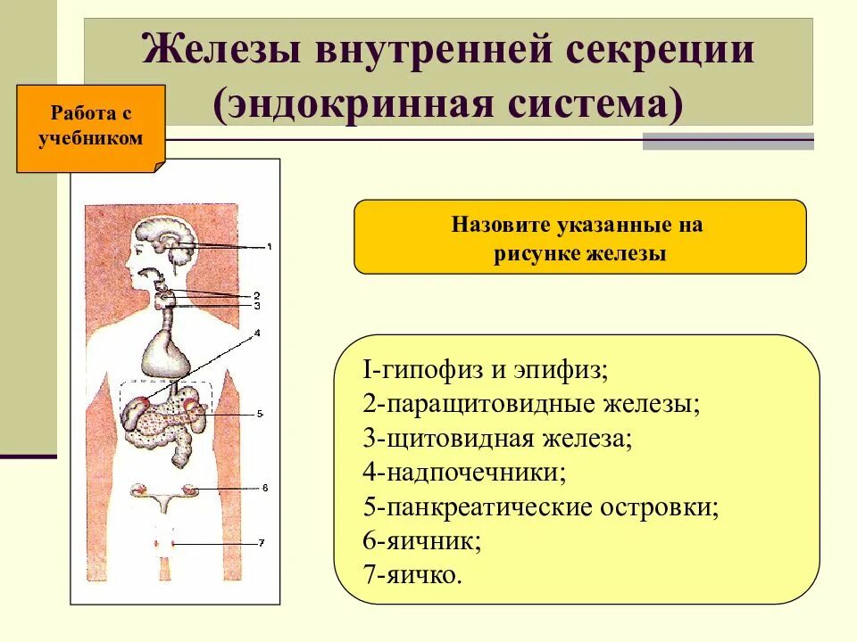 Перечислите железы внутренней секреции. Эндокринная система железы внешней внутренней и смешанной секреции. недостаточная функция железы внутренней секреции. гуморальная регуляция железы внешней секреции. функции желез внутренней секреции эндокринные.