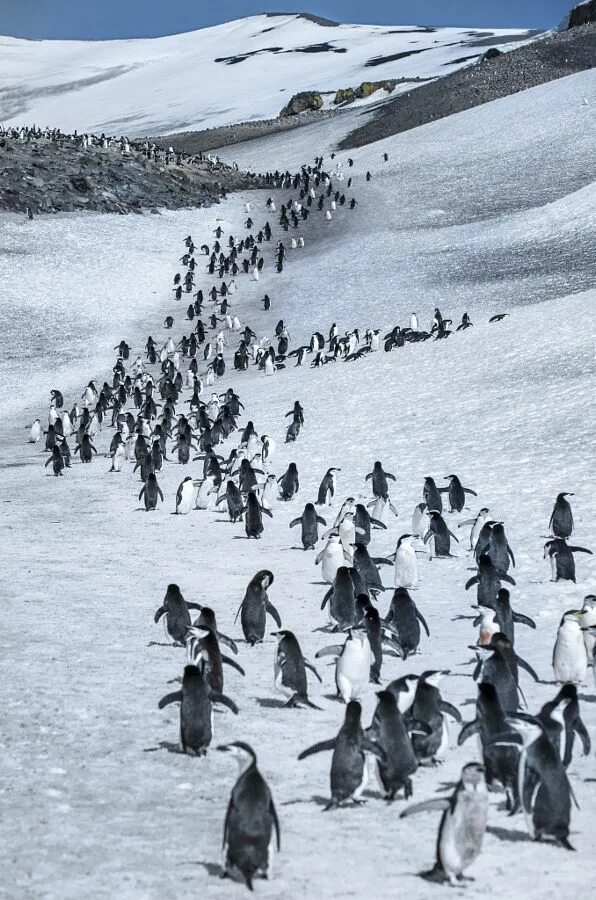 Пингвины идут с пляжа молча. Пингвины в Антарктиде. Животные Антарктиды. Животные из Антарктиды. Пингвин идет.