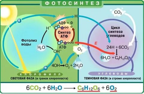 Картинки СВЕТОВАЯ СТАДИЯ ФОТОСИНТЕЗА АТФ