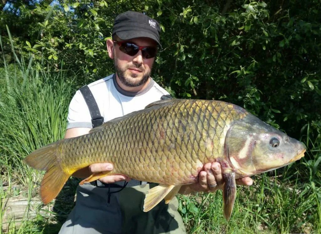 почему карп