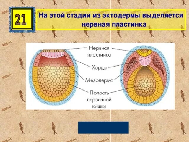 Спинной мозг из эктодермы. Нейрула амфибии строение. Нейрула зародышевые листки. Структуры средней нейрулы лягушки. Нейрула рисунок биология.