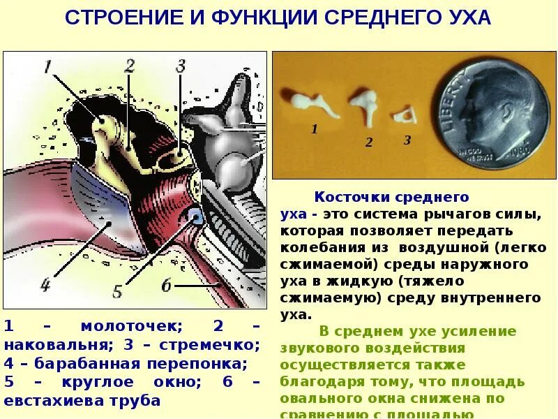 Строение и работа среднего уха. Функция молоточка в среднем ухе. Функции косточек среднего уха. Среднее ухо строение и функции. Функция косточек в среднем ухе.