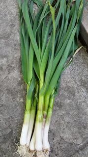 Вкус чеснока