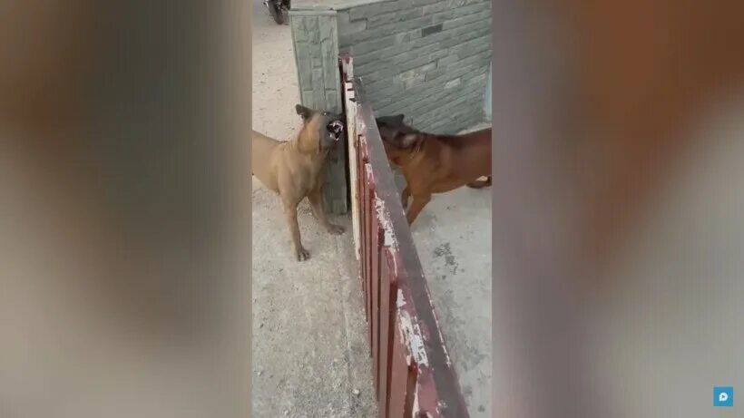 Собака гавкает видео. Собаки гавкают друг на друга. Две собаки лают друг на друга. Собаки лаются через забор.