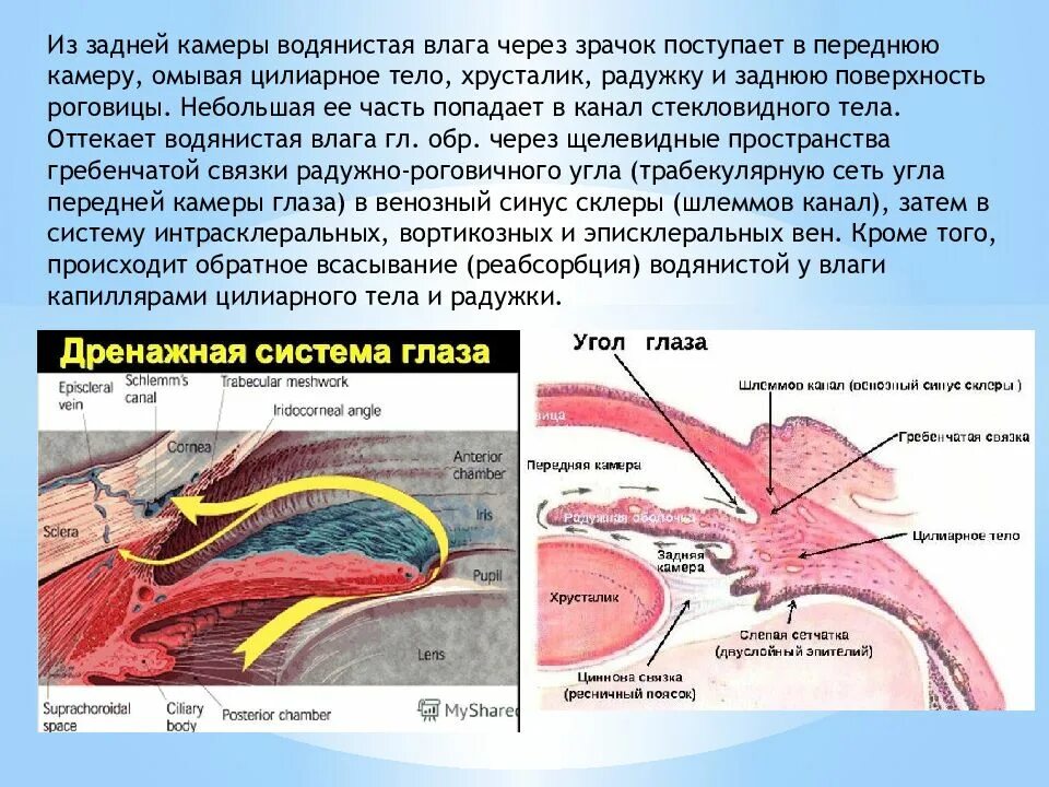 Отток внутриглазной жидкости. Схема циркуляции внутриглазной жидкости. Схема оттока внутриглазной жидкости. Влага передней камеры глаза. Схема циркуляции внутриглазной жидкости.