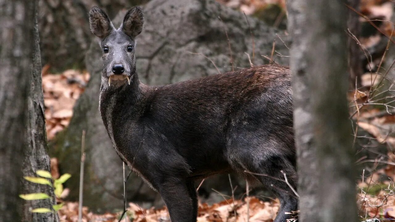 Северный олень и кабарга отношения