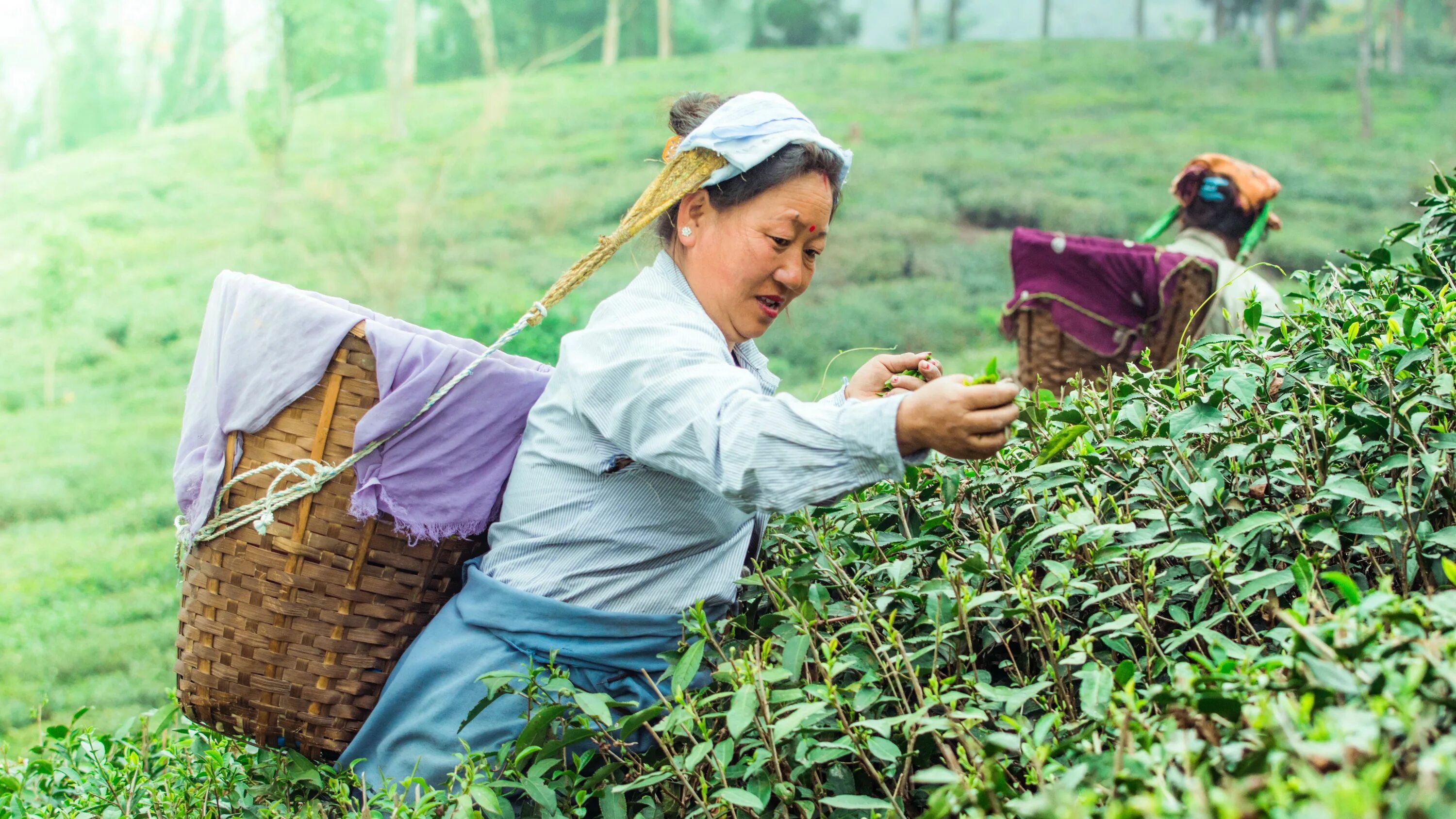 В россии растет чай. Чай выращивают. Чай растет. Чай в саду. Китайский чай растет.