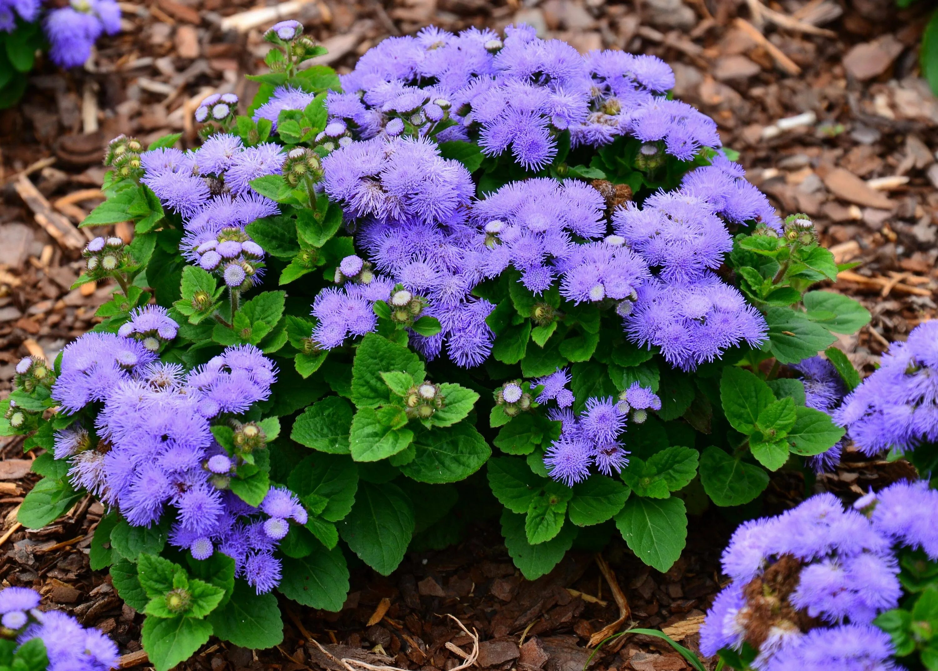 Агератум хоустона (ageratum houstonianum). Цветы голубая сказка. Цветы голубая сказка. Агератум голубая муфточка. Цветы голубая сказка.