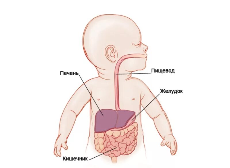 Пищеварительная система новорожденного ребенка до года. Анатомия для детей пищеварительная система. Афо ЖКТ новорожденного. Пищевод новорожденного строение