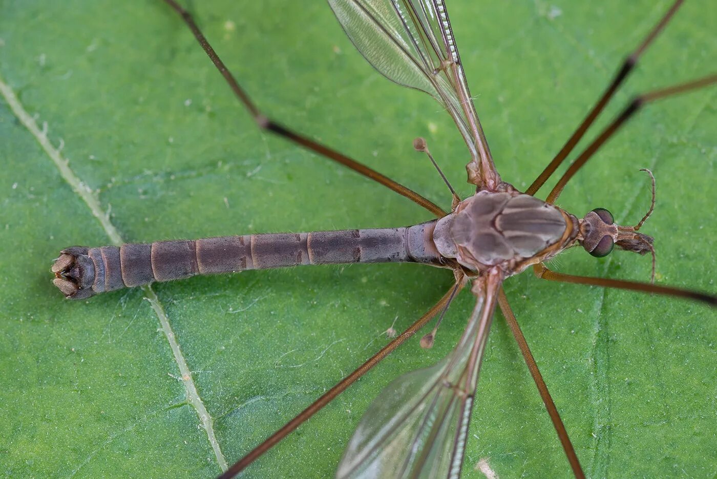 Типула насекомое. Личинка долгоножки tipula. личинки долгоножек(tipulidae). типула насекомое фото.