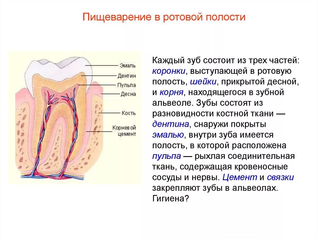 Пищеварительная система человека зубы. Пищеварительная система строение зубов. Строение полости рта пищеварение в полости. Пищеварение в ротовой полости строение и функции зубов.