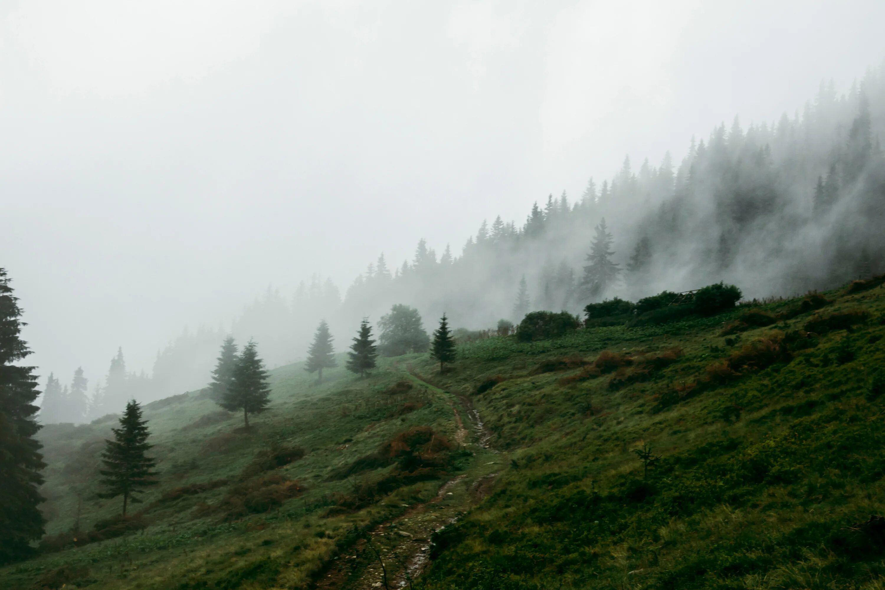 Холмы туман. Швейцария лес туман. Шотландия холмы Эстетика. Туманный лес в Шотландии. Лесистые холмы Швейцария.