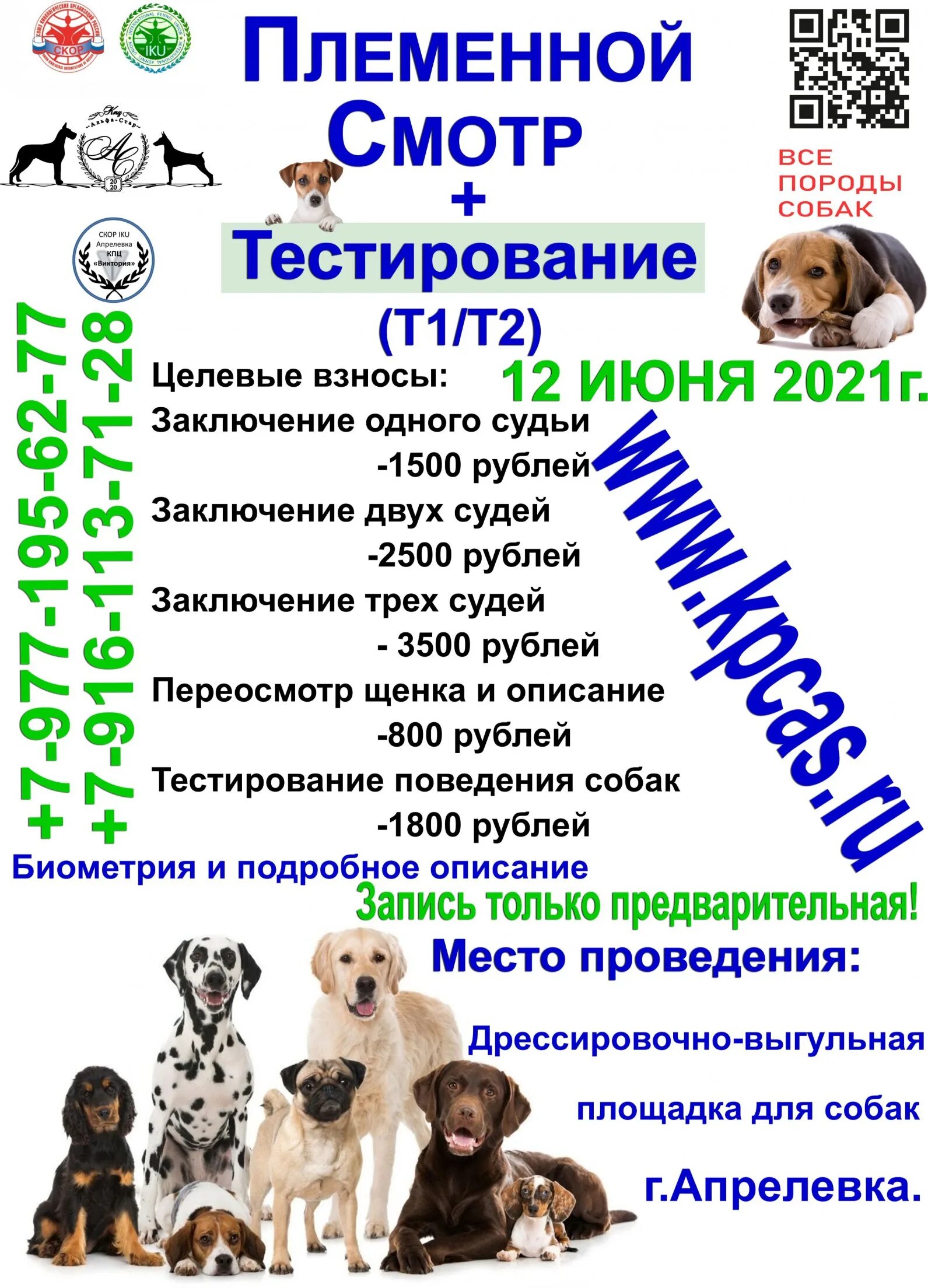Тестирование собак для допуска в племенное. Тестирование собак для допуска в племенное