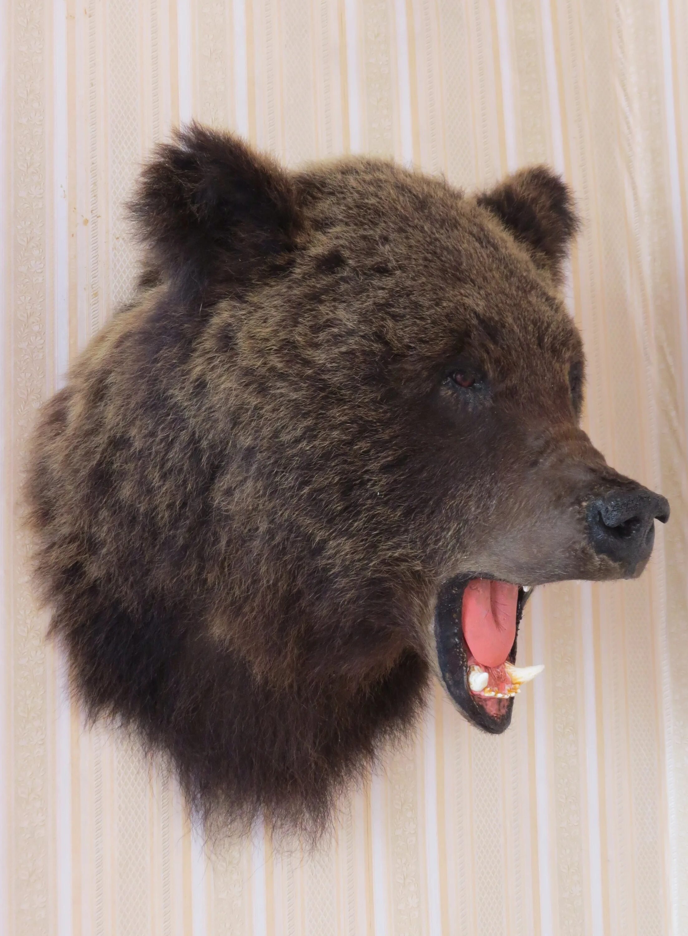 Какая голова у медведя. Голова медведя. Чучело головы медведя. Голова медведя Таксидермия. Красивые чучела медведей.