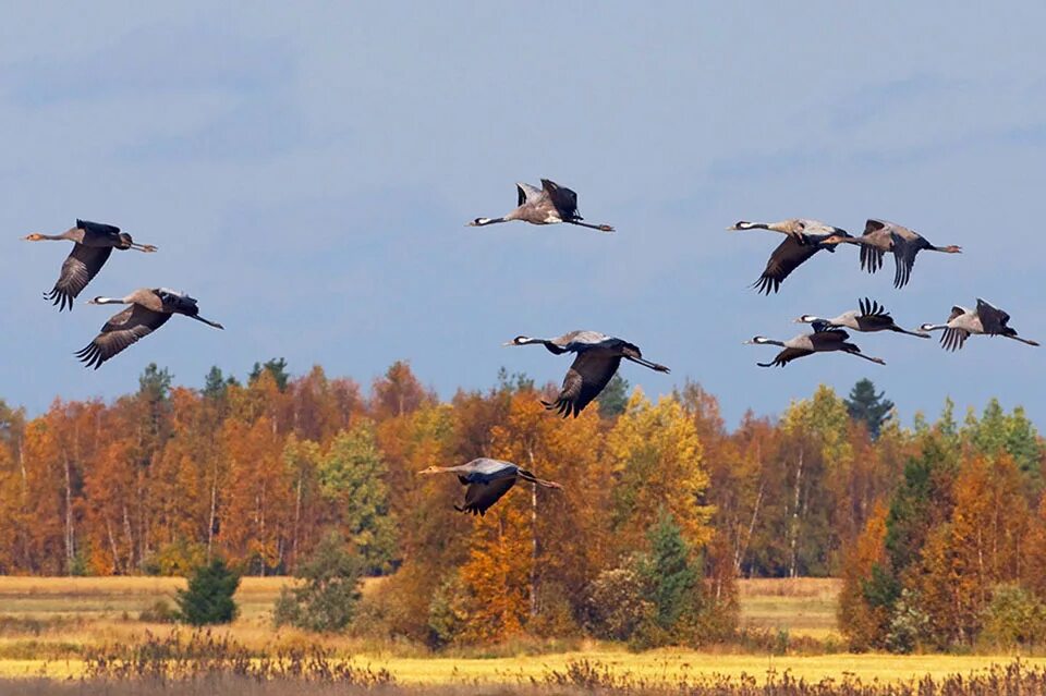 Перелетные птицы улетают на Юг. Осенью перелетные птицы улетают на Юг. Осень Клин перелётных птиц. Перелётные птицы журавлиный Клин.