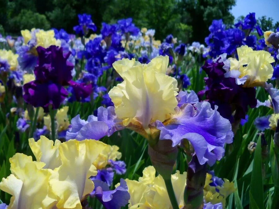 букет нарциссы тюльпаны мимоза ирисы. цветник ирис нарцисс. нарцисс паризьен. нарциссы в крыму. тюльпаны с ирисами и нарциссами.