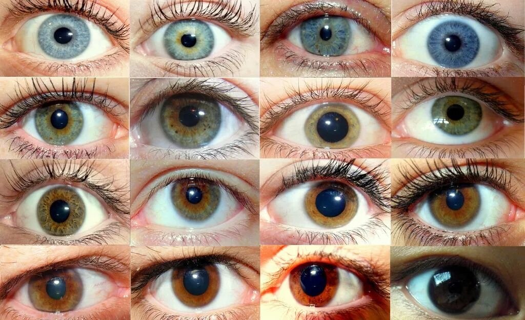Как узнать какой цвет глаз. Цвет глаз. Cwet glaz. WDTRNF cukfp. Натуральные цвета глаз.