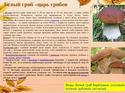 Белый гриб доклад 3 класс окружающий мир