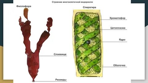 Строение тела красных водорослей