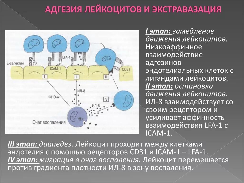 Что такое экстравазация