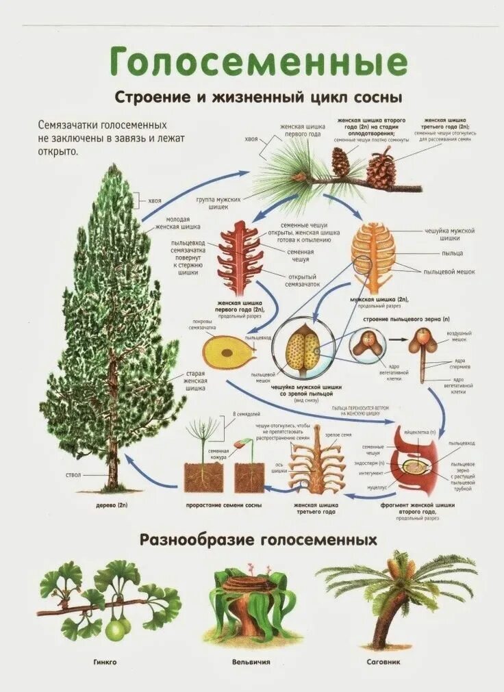 Хвойные егэ. Размножение голосеменных схема. Цикл голосеменных растений. Размножение голосеменных хвойных. Цикл голосеменных растений ЕГЭ биология.