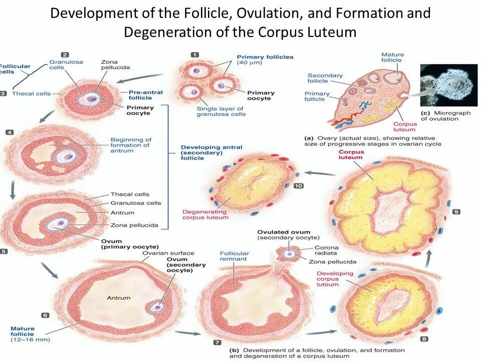 Цикл развития фолликула в яичнике. Стадии развития желтого тела. Схема развития овариального фолликула. Стадии развития яйцеклетки. Фолликул яичника размеры