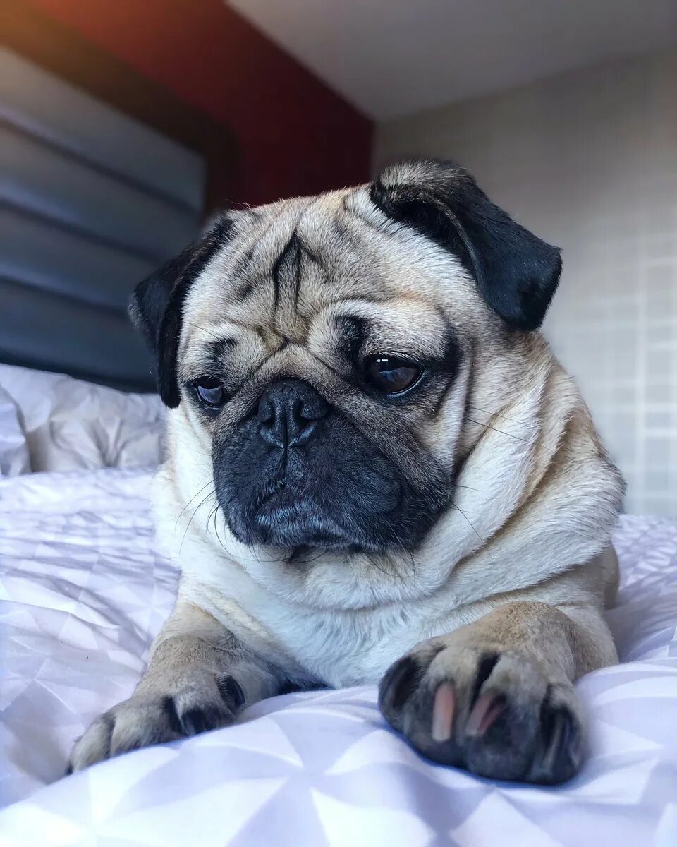 Мопс щенок. Собака мопс щенок. Мопс бежевый. Маленькие породы собак мопс. Мопс короткошерстный.