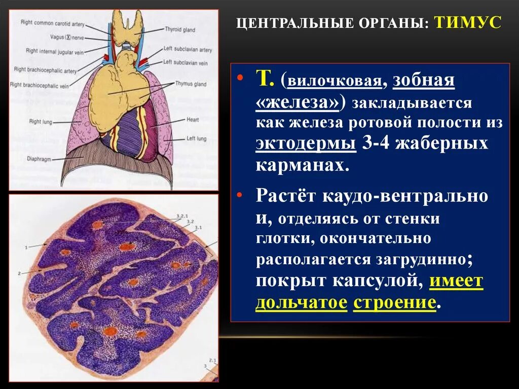 Цвет селезенки. Внутреннее строение вилочковой железы. Синтопия вилочковой железы. Структура тимуса. Вилочковая железа строение.