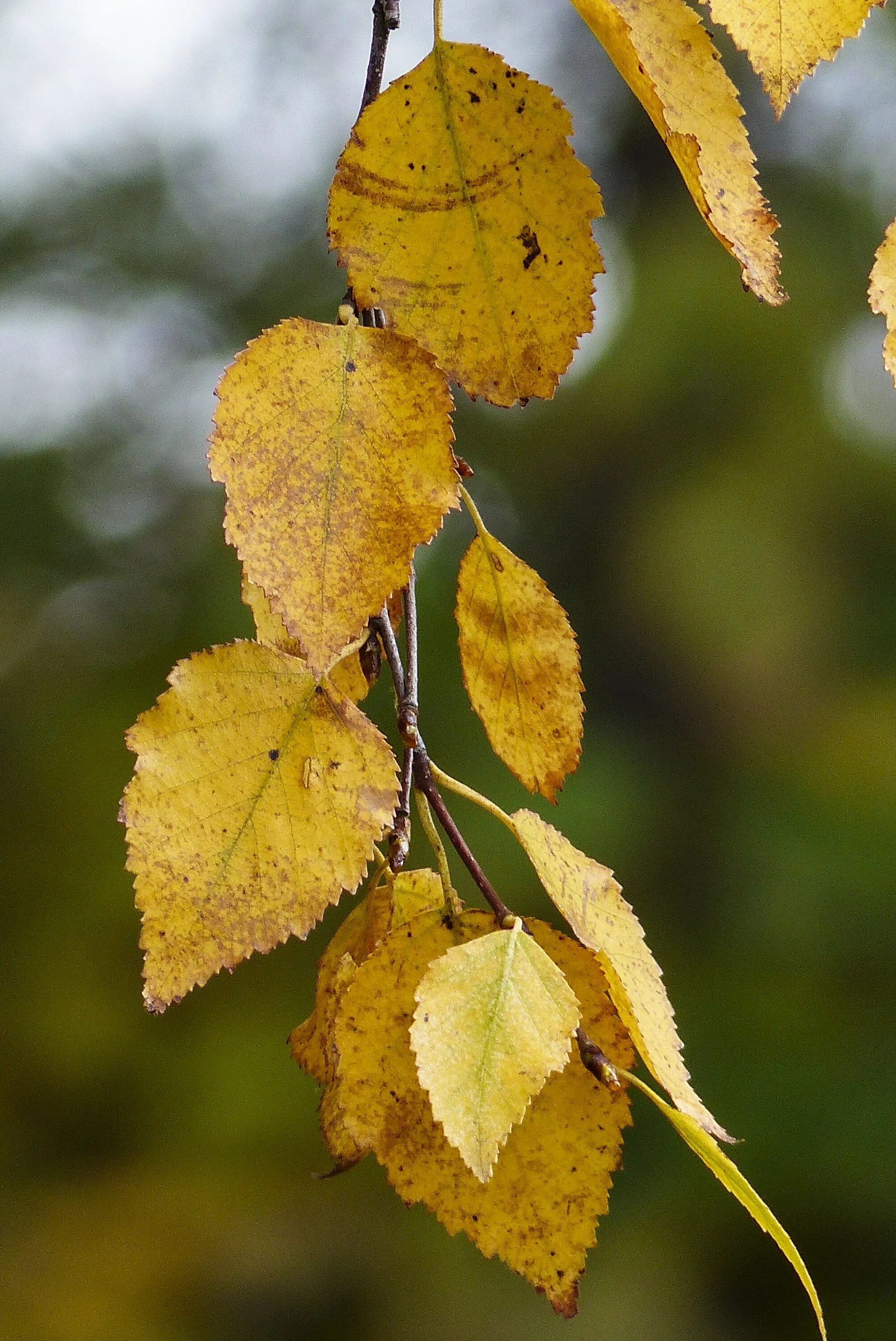 Осенний березовый лист. Betula pubescens осень. листок березы осенью. берёза листья. берёза жёлтая.