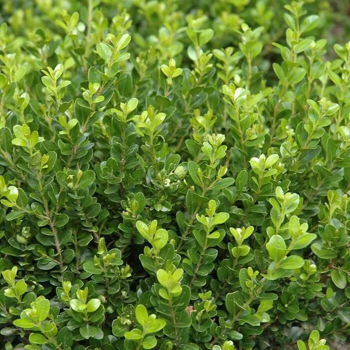 Самшит Буксус. Самшит мелколистный Фолкнер. Самшит Buxus microphylla. Самшит вечнозеленый Buxus sempervirens.