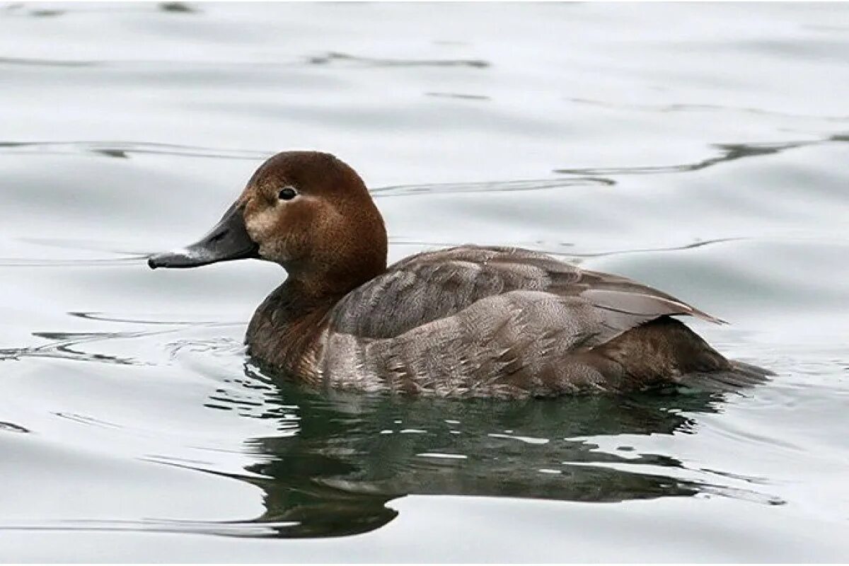Нырок птица черная. Нырковые утки россии. Нырковая утка черная. Утка красноносый нырок. Утка нырок гоголь.