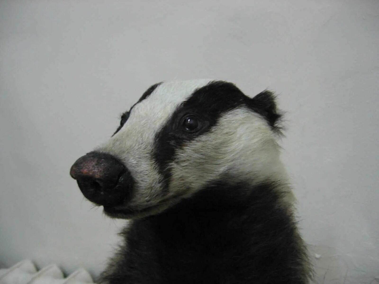 Badger на русском