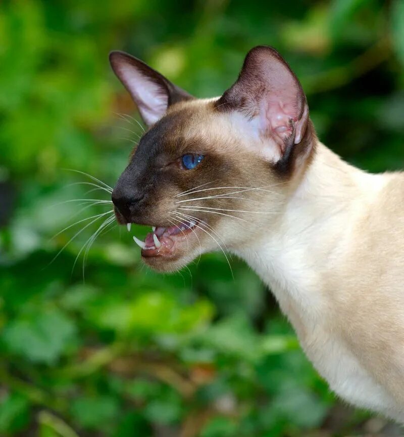 Фотографии кошек породы сиамских кошек. Сиамская порода кошек. Сиам кошка Сиамская. Сиамский кот чистокровный. Ориентал Сиам.