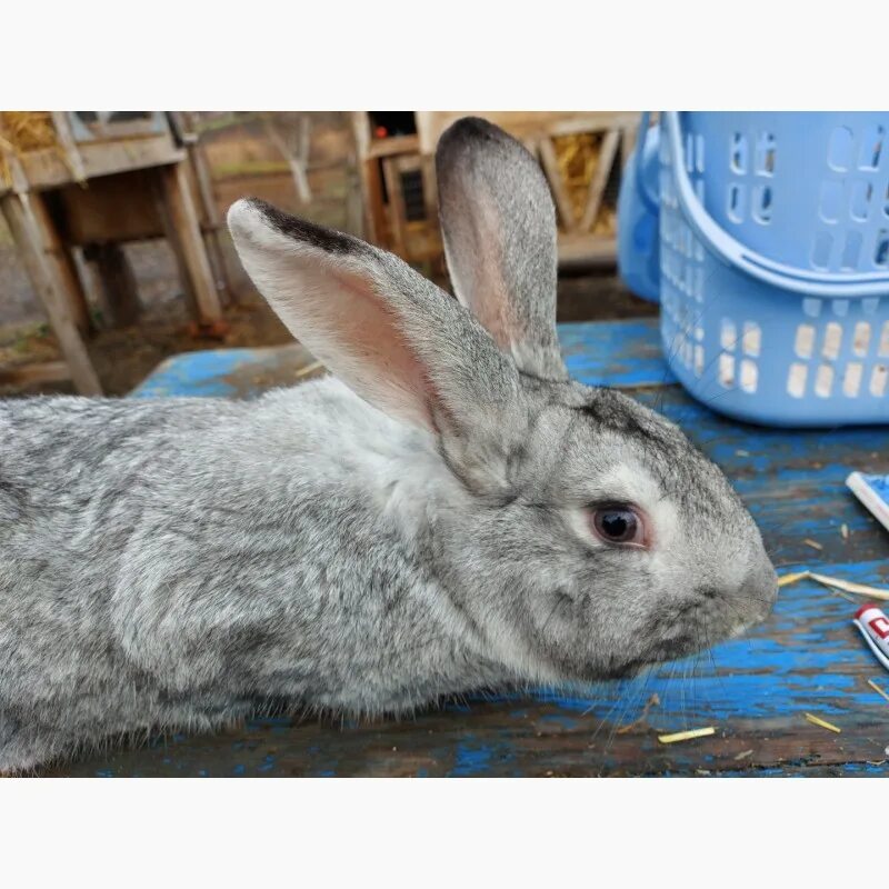 Купить кролика серого. Кролик серого цвета. Серый окрас кролика. Крольчата серого цвета. Кролики светло-серый.