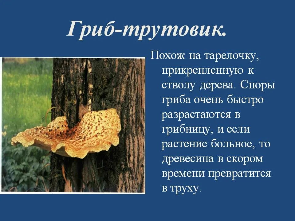 Трутовик гриб паразит. Трутовик 5 класс биология. Трутовик группа грибов. Трутовик шляпочный гриб. Почему гриб трутовик