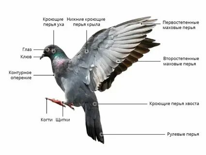 Строение покровов класс птицы