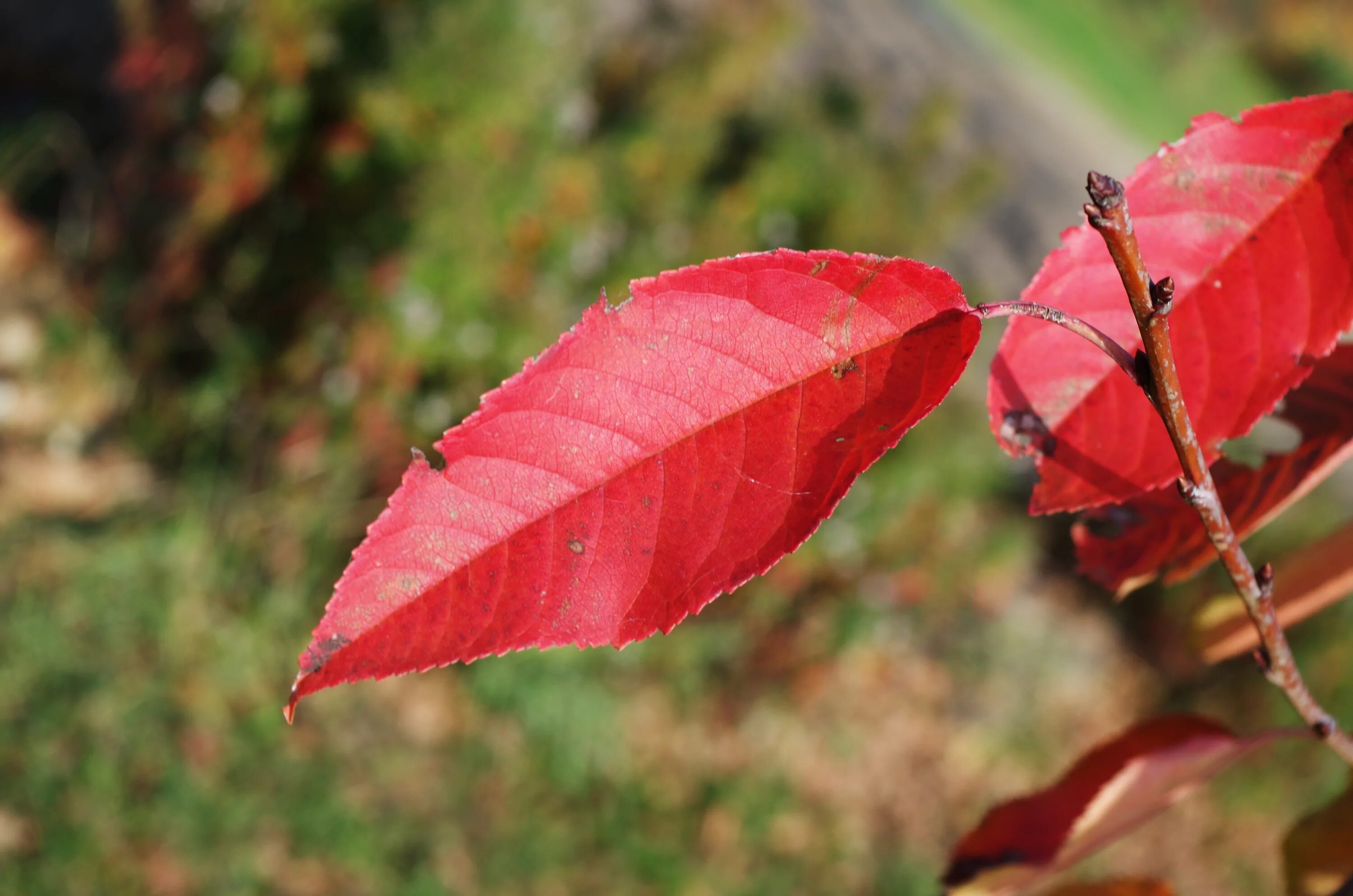 Почему краснеет дерево. Листья вишни осенью. Листья черешни. Вишневый лист осенью.