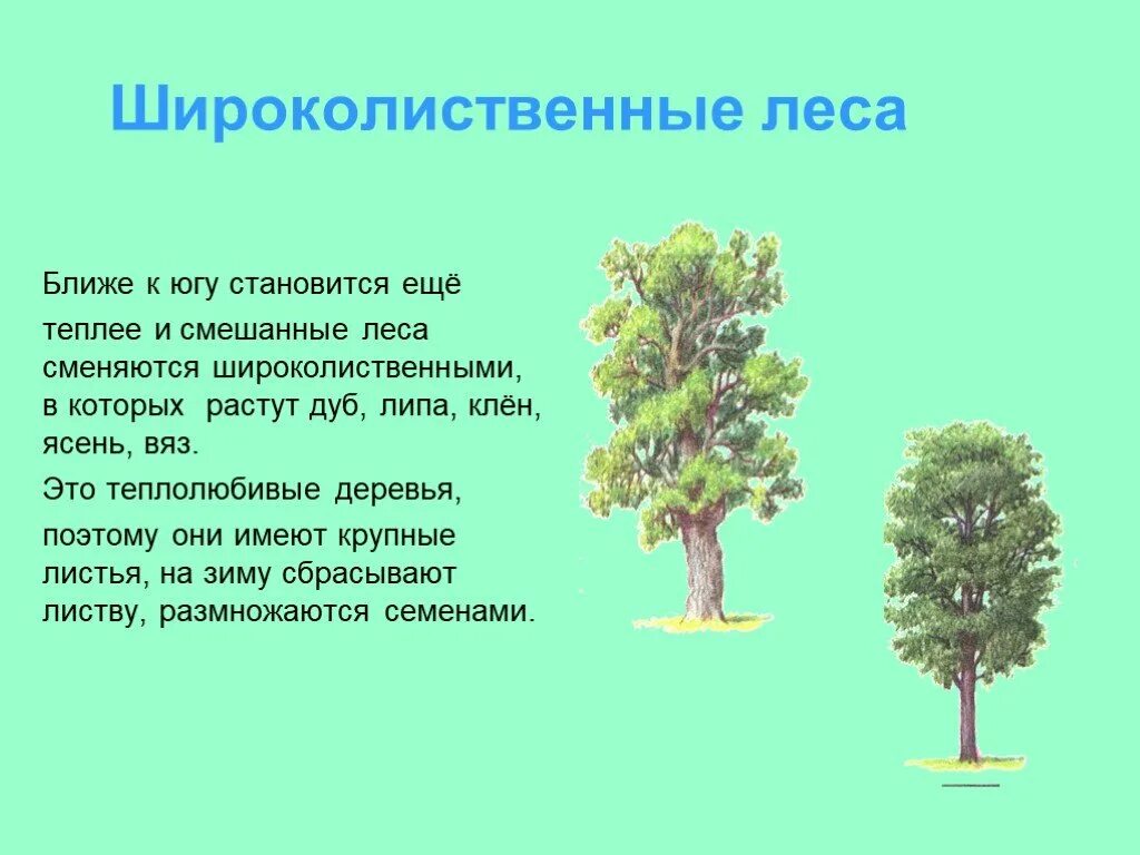 Какое дерево не является теплолюбивым