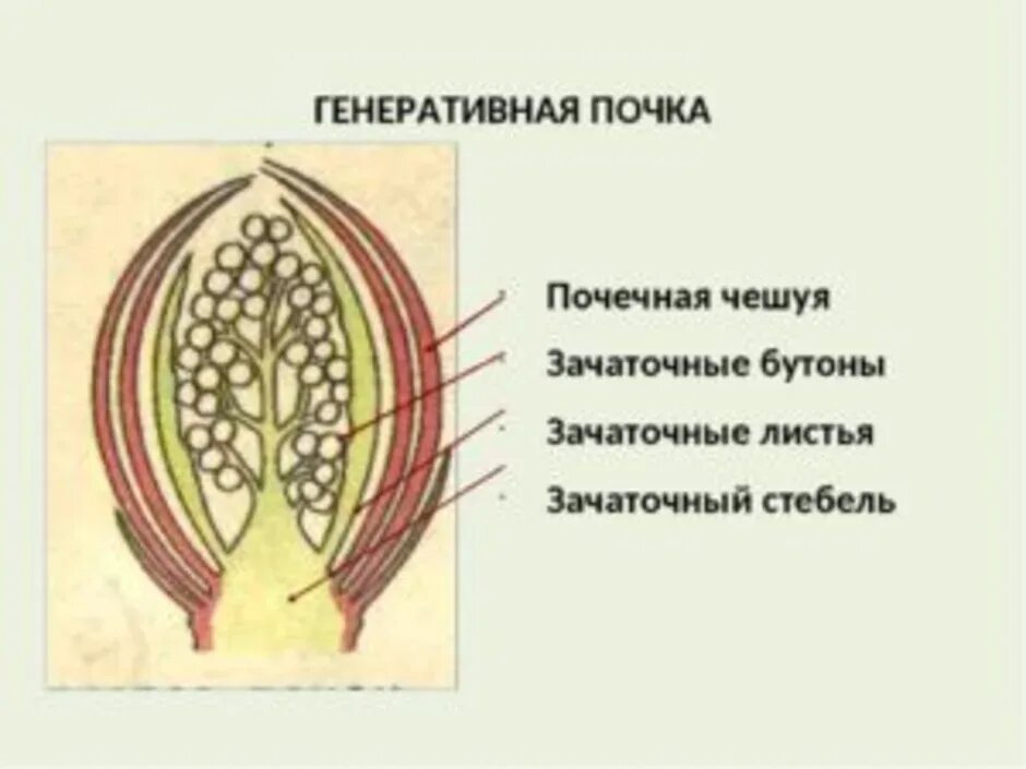 Изображение генеративной почки. Строение генеративной почки. Строение почки,почечная чешуя. Зачаточный стебель у генеративной почки. Строение почечных чешуй.