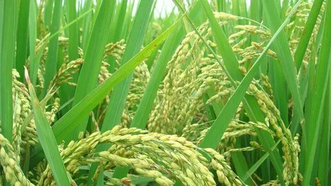 Plant crops