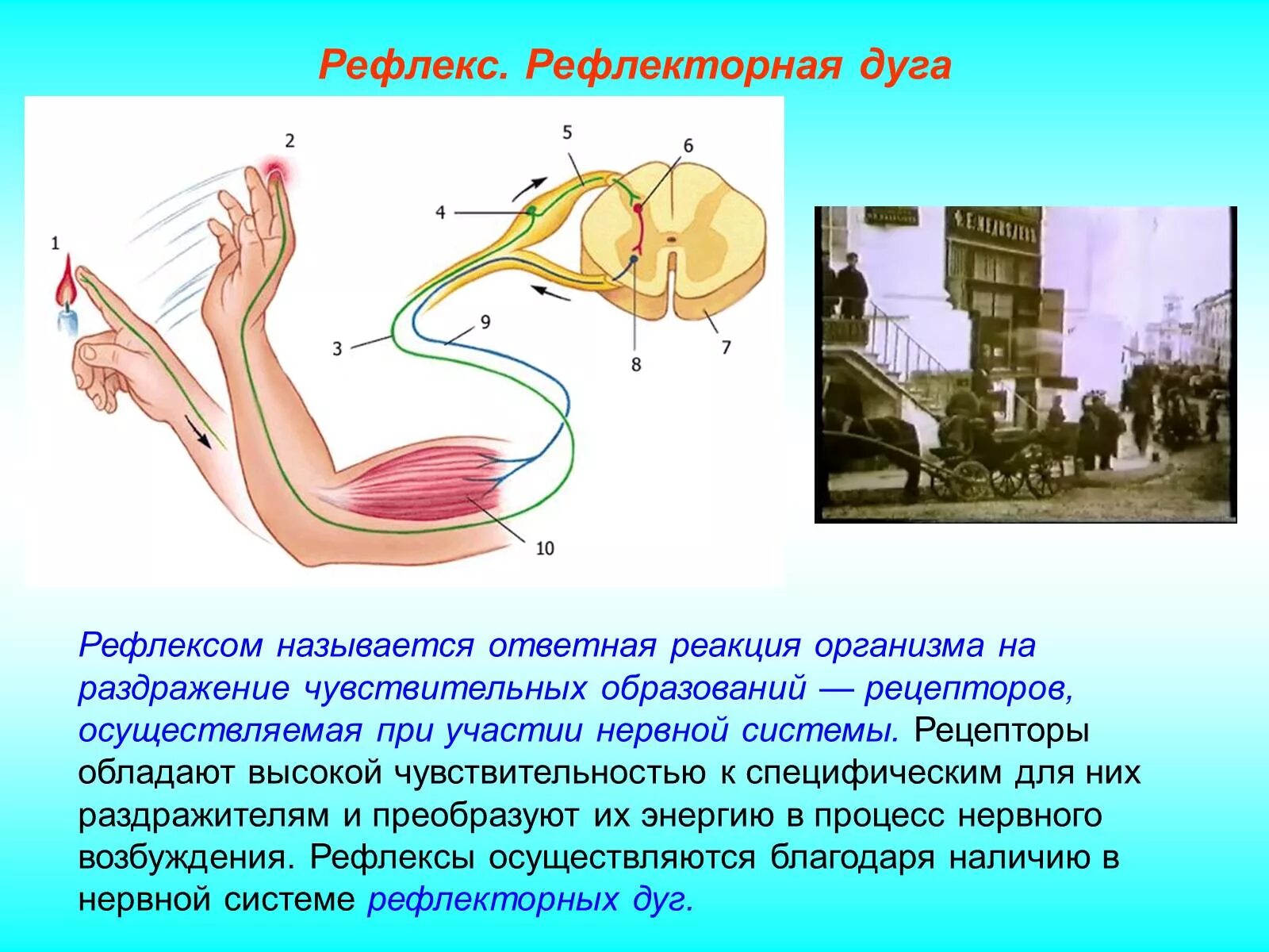 Рефлекторная дуга отдергивания руки от горячего предмета. Схема рефлекторной дуги отдергивания руки от горячего предмета. Рефлекс и рефлекторная дуга. Строение рефлекторной дуги. Ответная реакция организма на действие раздражителя