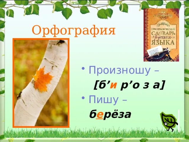 Как пишется березка. Слово береза. Береза в русском языке. Березка транскрипция. Произношение берёзы.